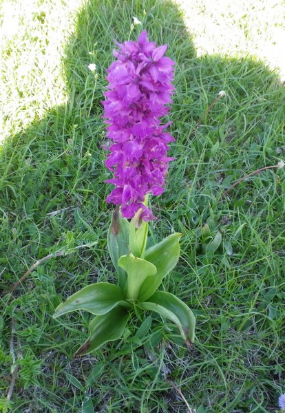 Orchidea dei prati